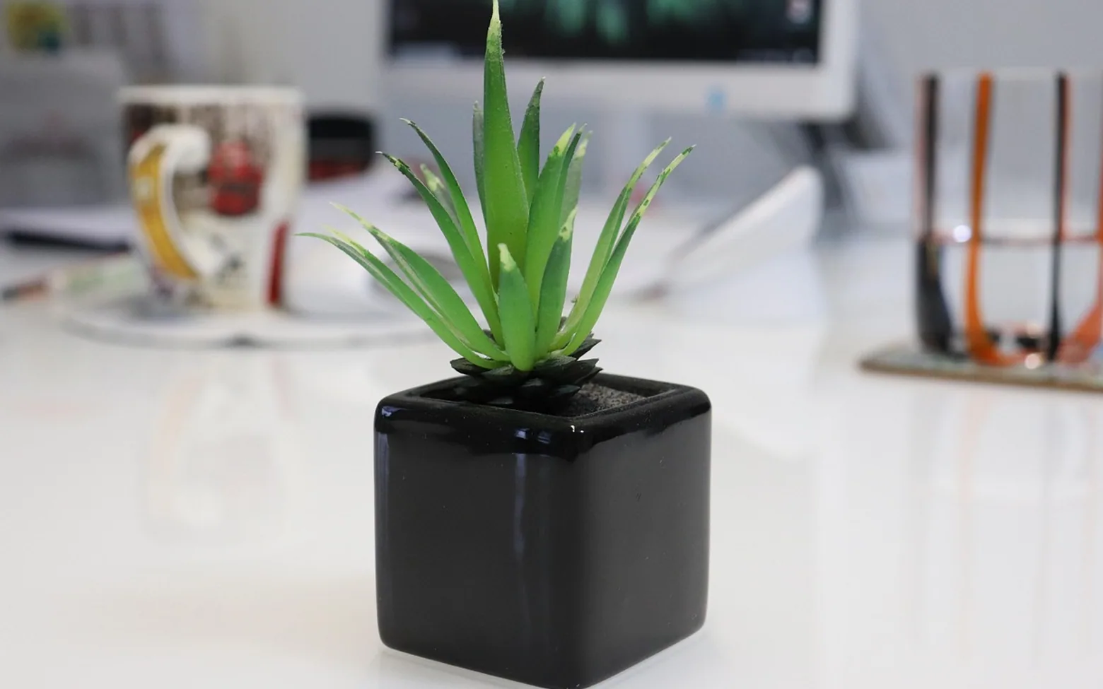 Succulent, black pot and nature